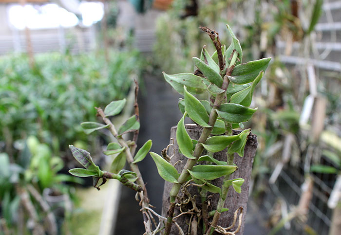 Epidendrum escobarianum.jpg