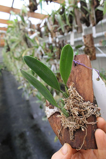 Bulbophyllum electrinum var calvum.jpg