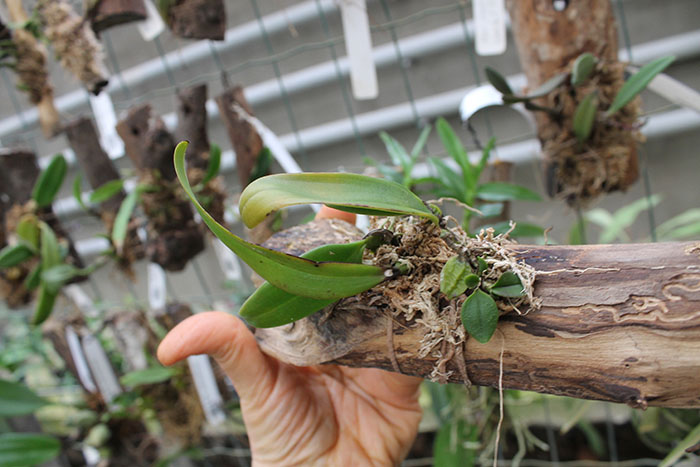 Bulbophyllum plumatum.jpg