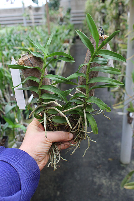 Angraecum germinyanum.jpg