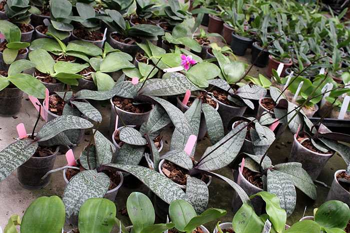 Phalaenopsis schilleriana purpureа.jpg