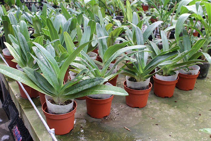 Paphiopedilum Dollgoldi.jpg