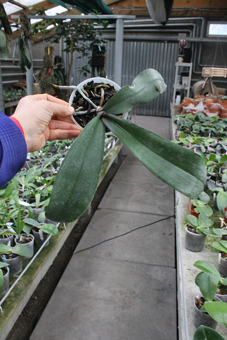 Phalaenopsis sanderiana.jpg