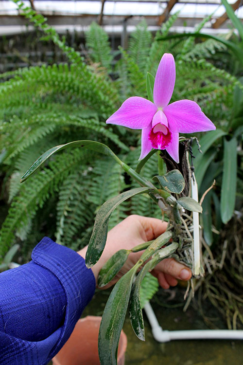 Laelia pumila.jpg