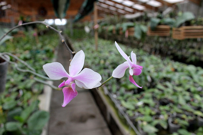 Phalaenopsis stuartiana x equestris.jpg
