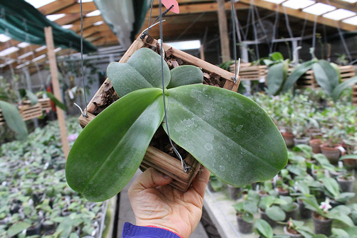 Phalaenopsis Mok Choi Yew Indigo.jpg