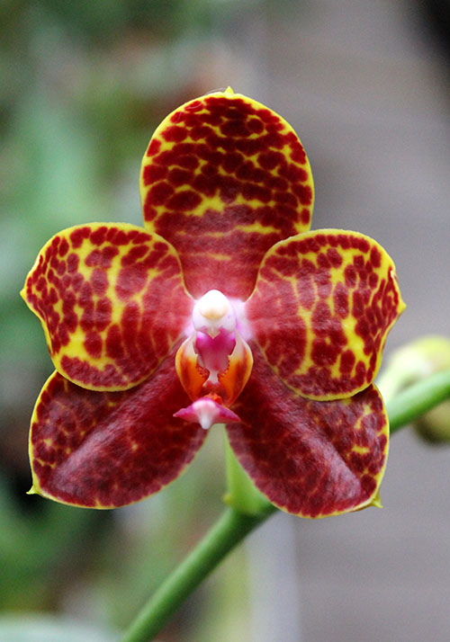 Phalaenopsis Chang Jo (Chang Jhih Rose x Jong's Gigan Cherry).jpg