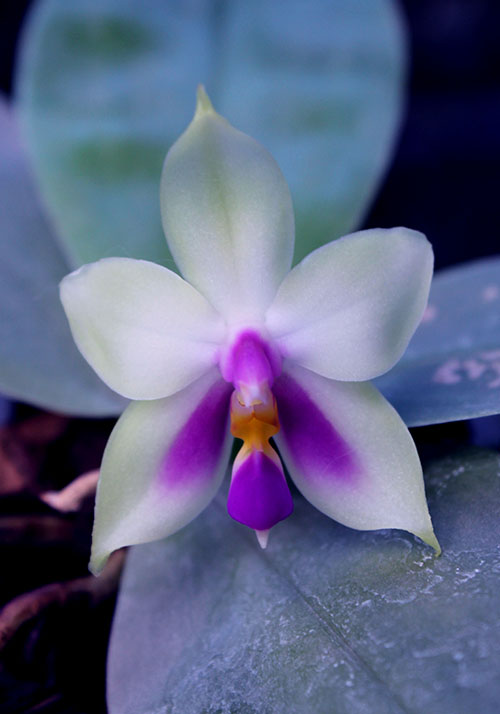 Phalaenopsis bellina 'blue'.jpg