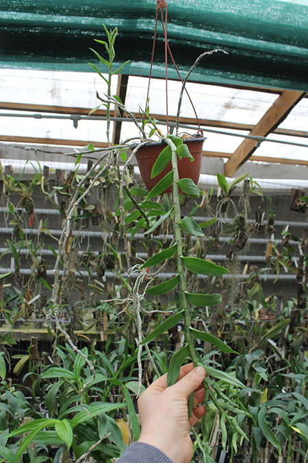Dendrobium pierardii x loddigesii.jpg
