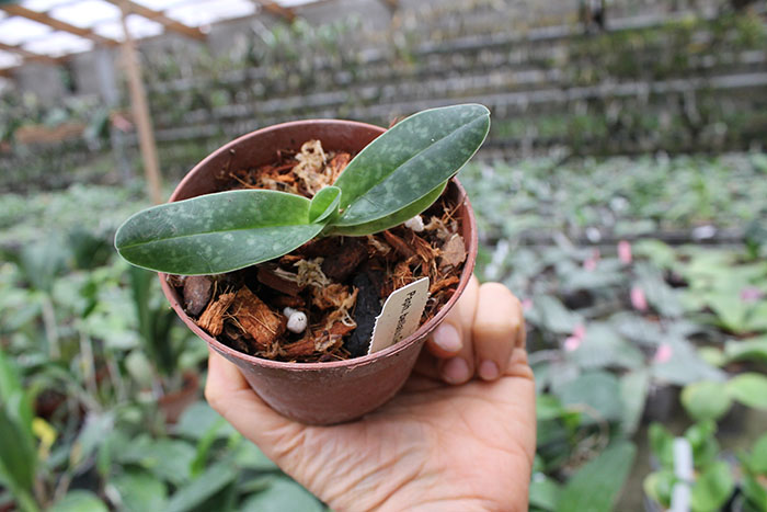 Paphiopedilum bellatulum album.jpg