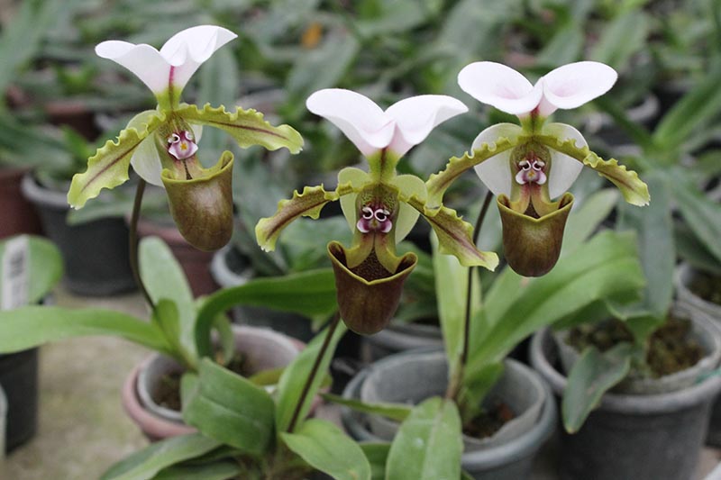 Paphiopedilum spicerianum.jpg
