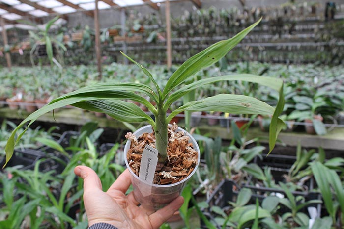 Cycnoches barthiorum 'Pink Dove'.jpg