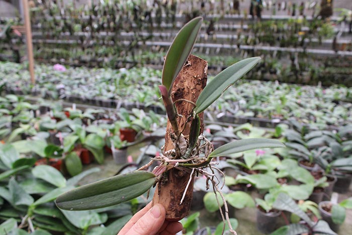 Cattleya luteola.jpg