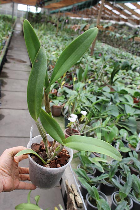 Cattleya guatemalensis.jpg