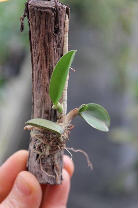 Sophronitis coccinea.jpg