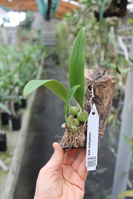 Bulbophyllum lindleyanum.jpg