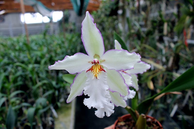 Beallara Smile Eri.jpg