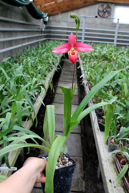 Phragmipedium Andean Fire (besseae x lidleyanum).jpg