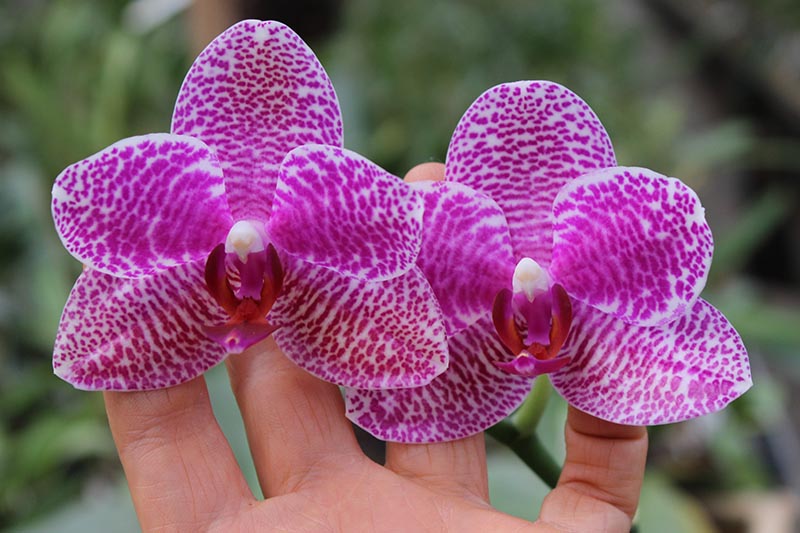 Phalaenopsis (Mituo Sun x Ching Her Buddha) x Mituo Sun.jpg