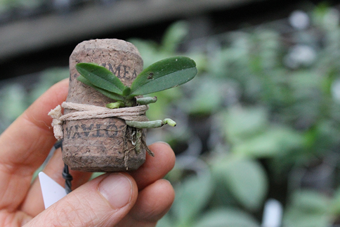 Ceratocentron fesselii.jpg