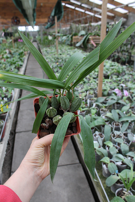 Coelogyne cristaata.jpg