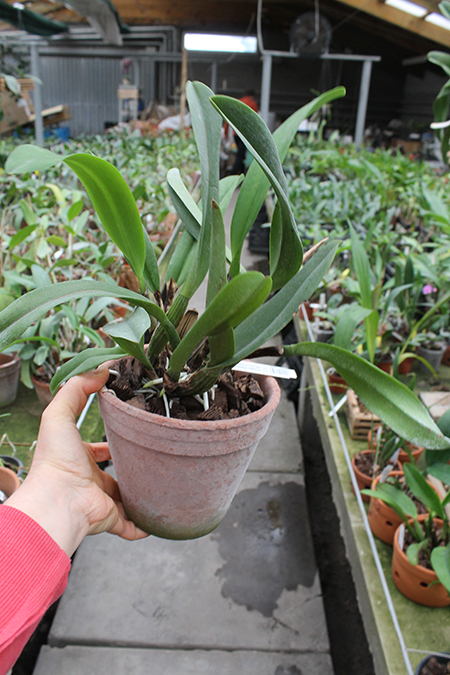 Laeliocattleya Chan Hsiu Jewel 'San Mei'.jpg