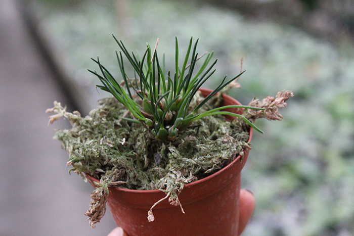 Maxillaria juergensii.jpg