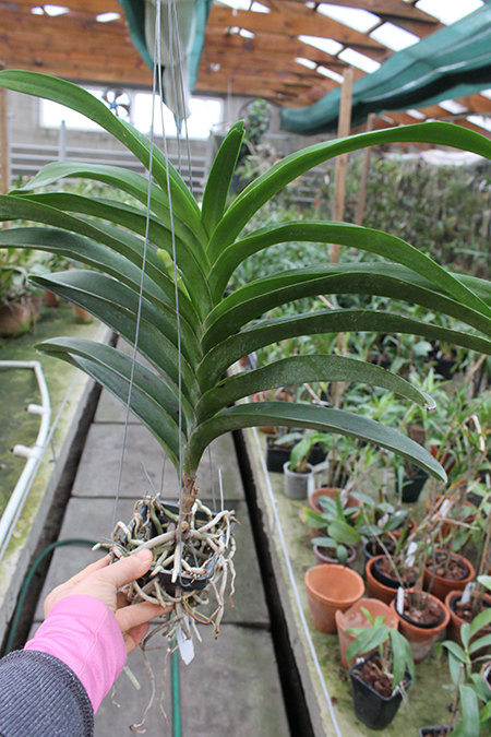 Vanda Chulee x Pak Chong Blue.jpg