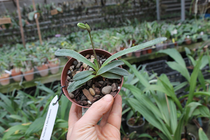 Paphiopedilum helenae x fairrieanum.jpg