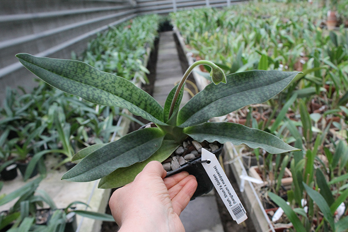 Paphiopedilum Shun-Fa Golden (hangianum x malipoense).jpg