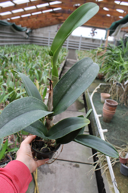 Brassolaeliocattleya Haadyai Delight 'Bangprom Gold'.jpg