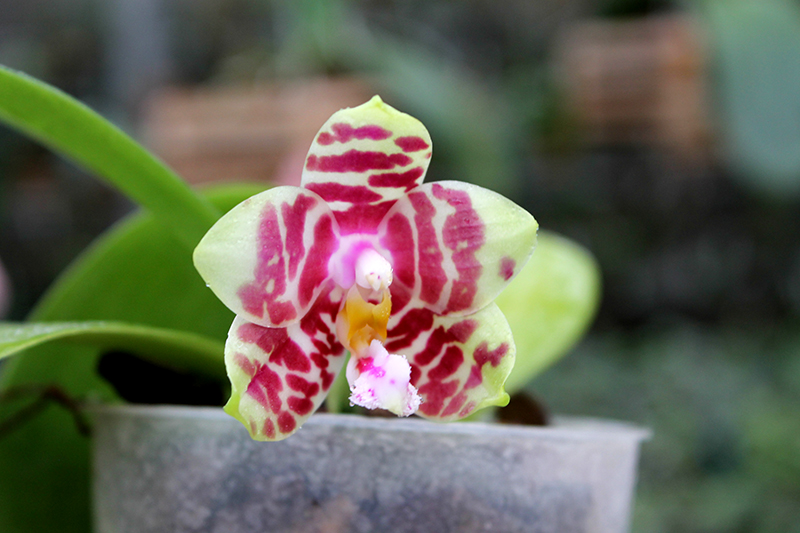 Phalaenopsis Hannover Passion 'Ching Ruey'  x Jong's Red Cherry '#2'.jpg