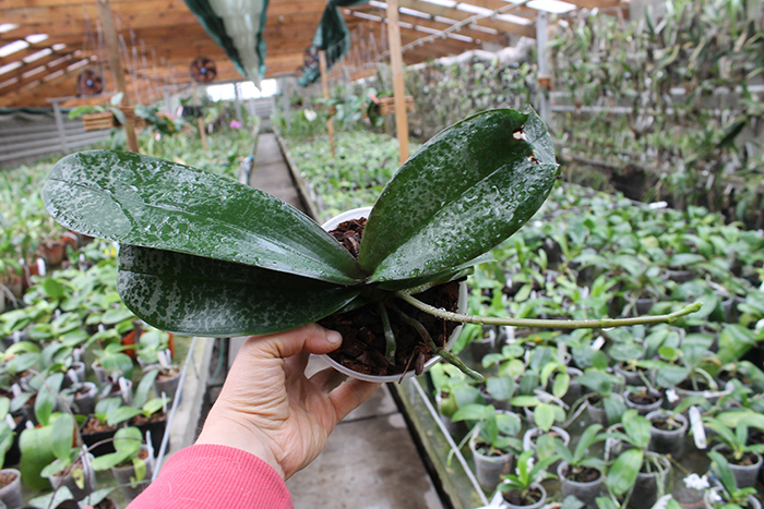 Phalaenopsis stuartiana 'Sogo'.jpg