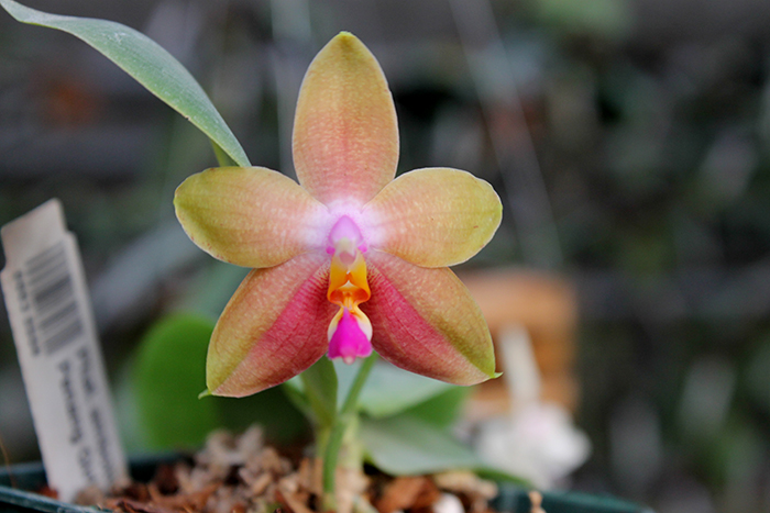 Phalaenopsis amboinensis x Phalaenopsis Penang Girl.jpg