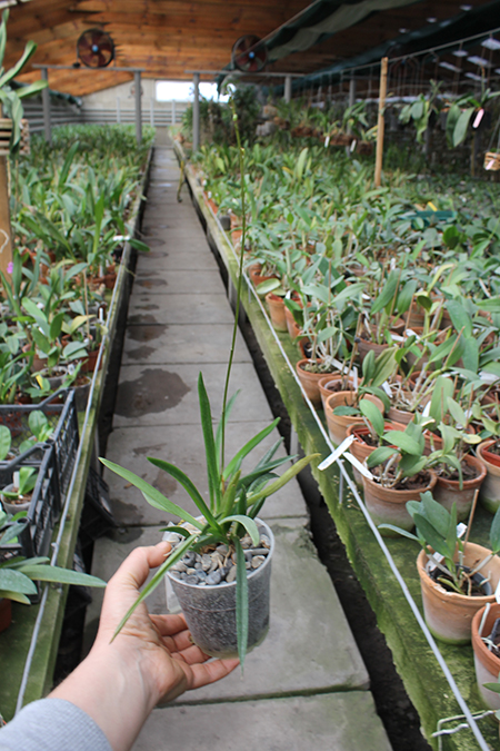 Tolumnia Jairak Rainbow 'Charming'.jpg