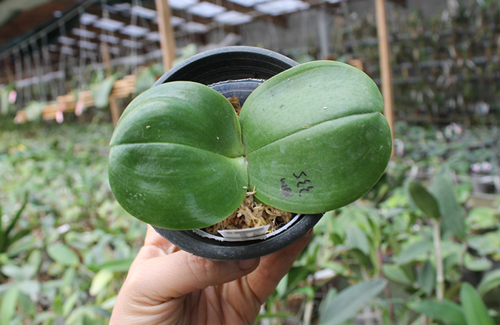 Phalaenopsis Mituo Sun 'Mituo #1' x Ld's Bear King 'YK-14'.jpg