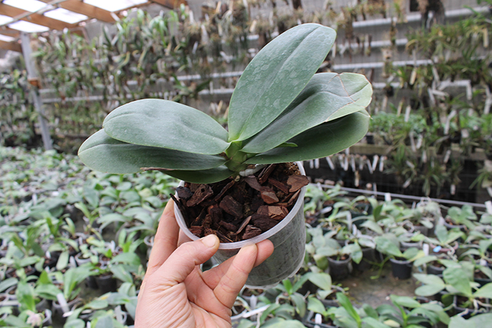 Phalaenopsis I-Hsin 'Spot Eagle'.jpg