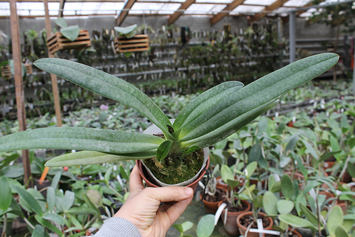 Paphiopedilum Dollgoldi (armeniacum x rothschildianum).jpg