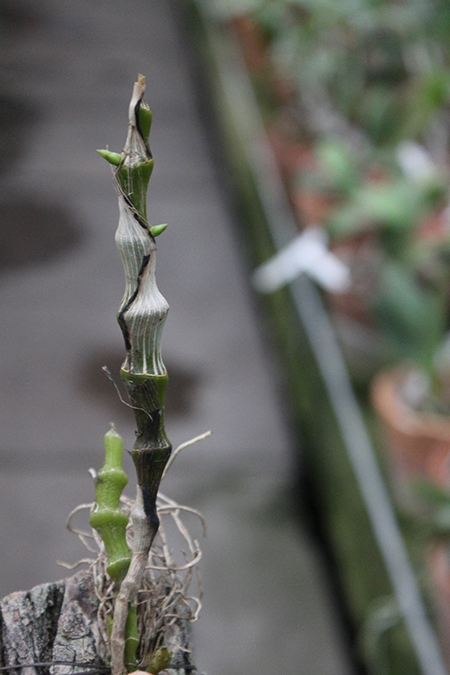 Dendrobium pendulum.jpg