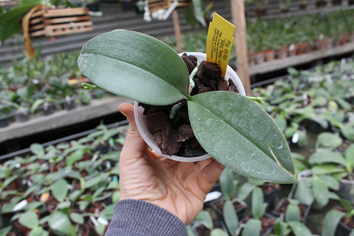 Phalaenopsis Mini Mark 'Maria Teresa'.jpg