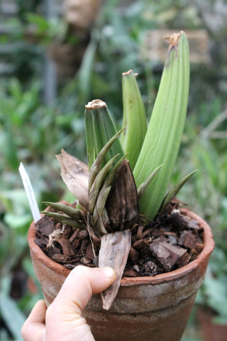 Ida reichenbachii.jpg