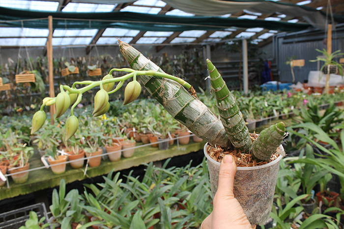 Cycnodes Taiwan Gold 'Taiwan Orange'.jpg