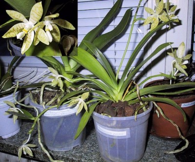 Phalaenopsis_pallens.jpg