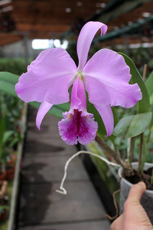 Cattleya jenmanii 'Boliva' x Cattleya jenmanii rubra 'Serra Negra'.jpg