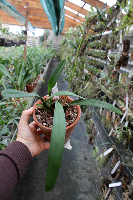 Oncidium noezlianum.jpg