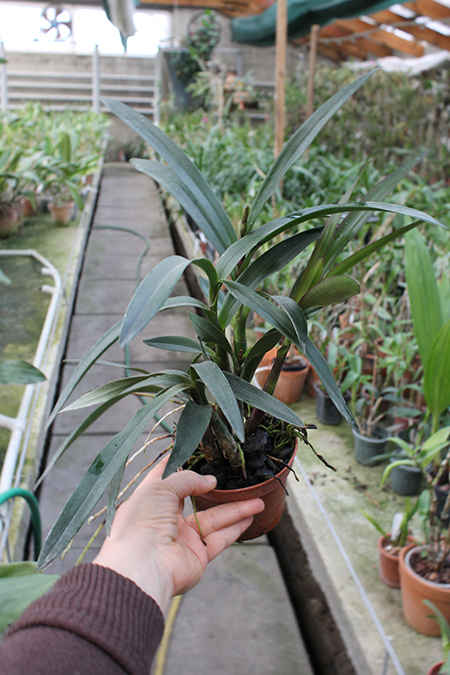 Epidendrum floribundum.jpg