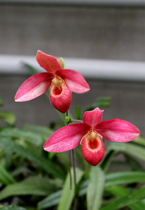 Phragmipedium Andean Fire (besseae x lidleyanum).jpg