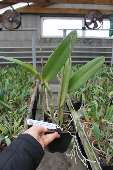 Cattleya lueddemanniana (coerulea 'Mariauxi' x tipo) x lueddemanniana coerulea 'Tania'.jpg