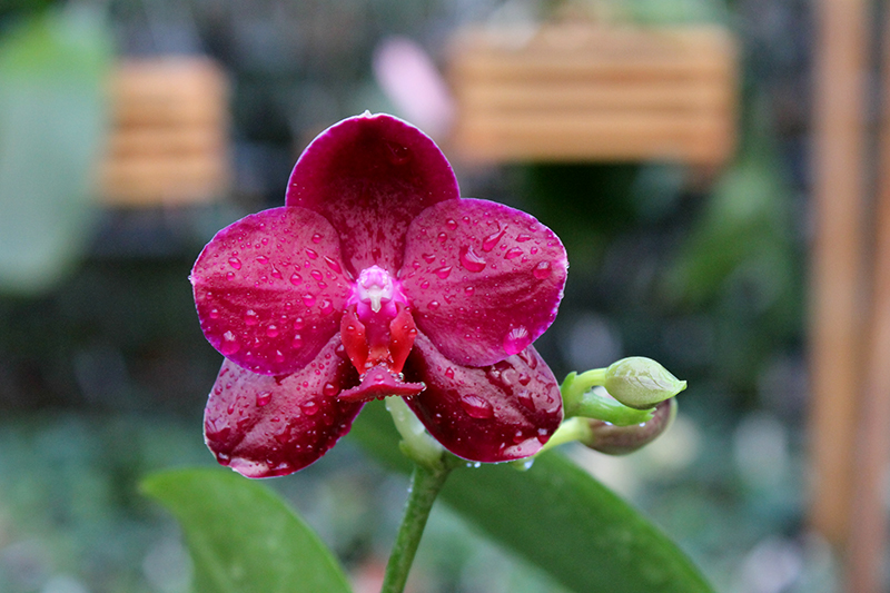 Phalaenopsis Sogo Relex 'F-1661'.jpg