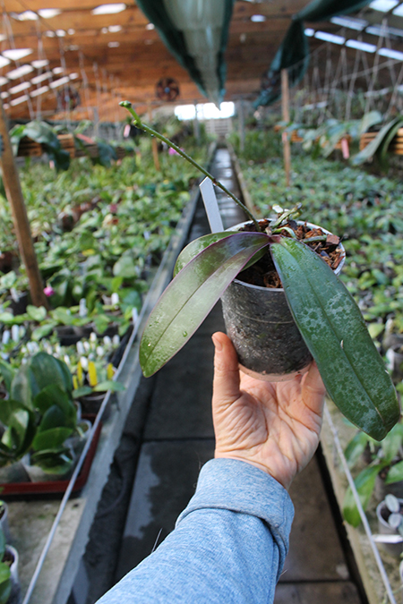 Phalaenopsis stuartiana yellow x sib.jpg